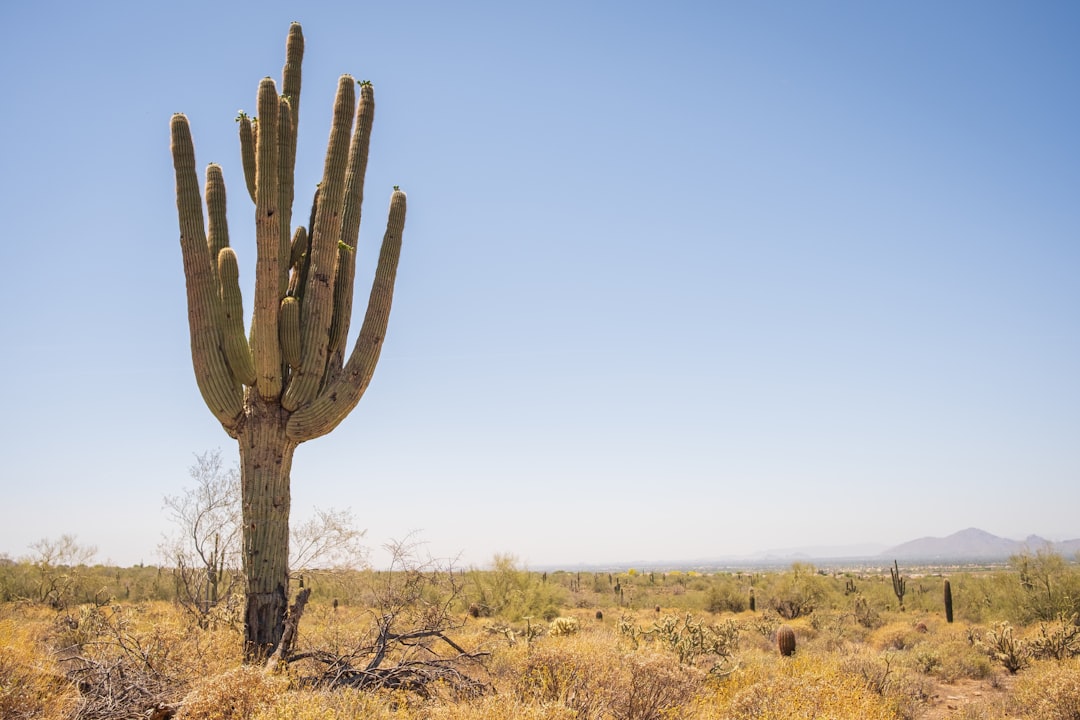 A saguaro cactus in the Arizona desert with mountains in the background