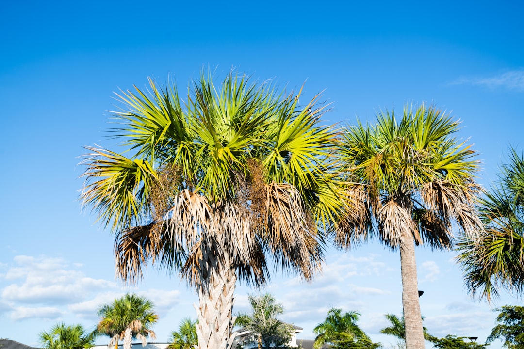 Palm trees under a bright blue Florida sky on a golf course